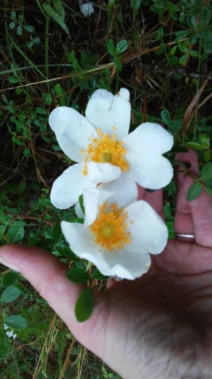 Heirloom White Rambling Rose Bush Live Plant – Climbing Rosa multiflora, 1 Foot Rooted Shrub for Garden, Fence, or Arbor