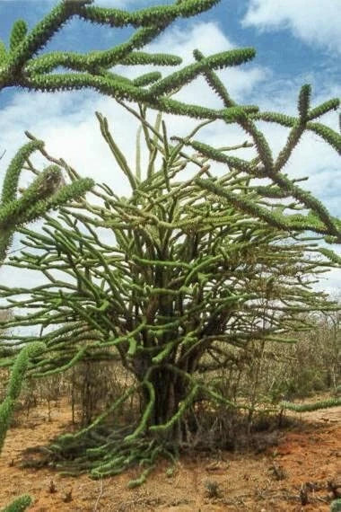 Madagascar Ocotillo Tree Seeds - Alluaudia procera - Drought-Tolerant Succulent Seeds