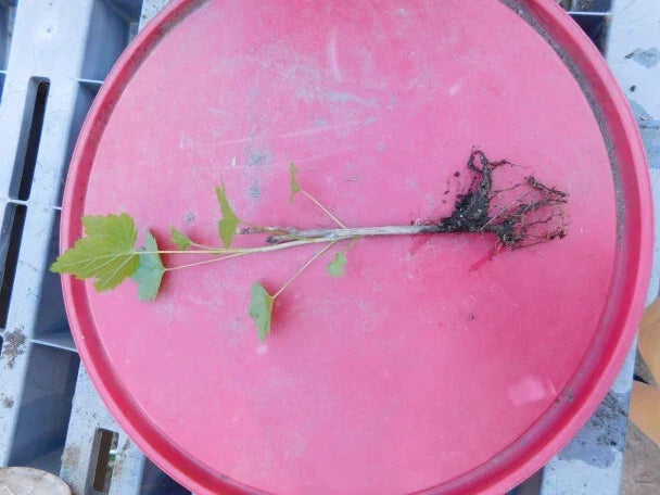 Imperial White Currant Live Rooted Plant, Ribes rubrum, Fruiting Shrub for Zones 3-8, Compact, Edible White Currants