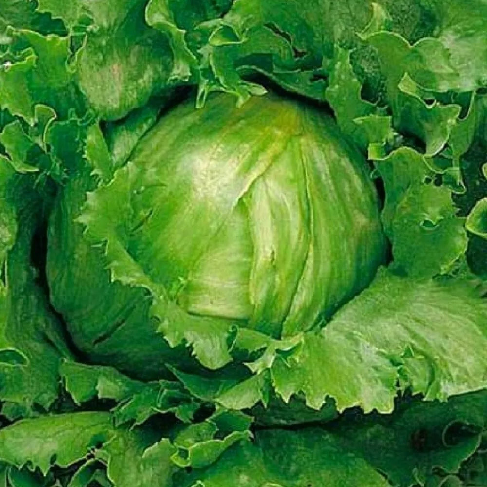Crisphead Lettuce Seeds – Great Lakes Heirloom Non-GMO Vegetable Seeds for Home Garden, Salad, and Sandwiches