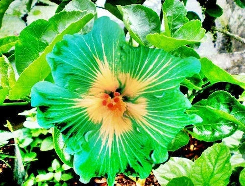Hibiscus Seeds - 20 Perennial Green Yellow Flowers for Garden - Hibiscus rosa-sinensis