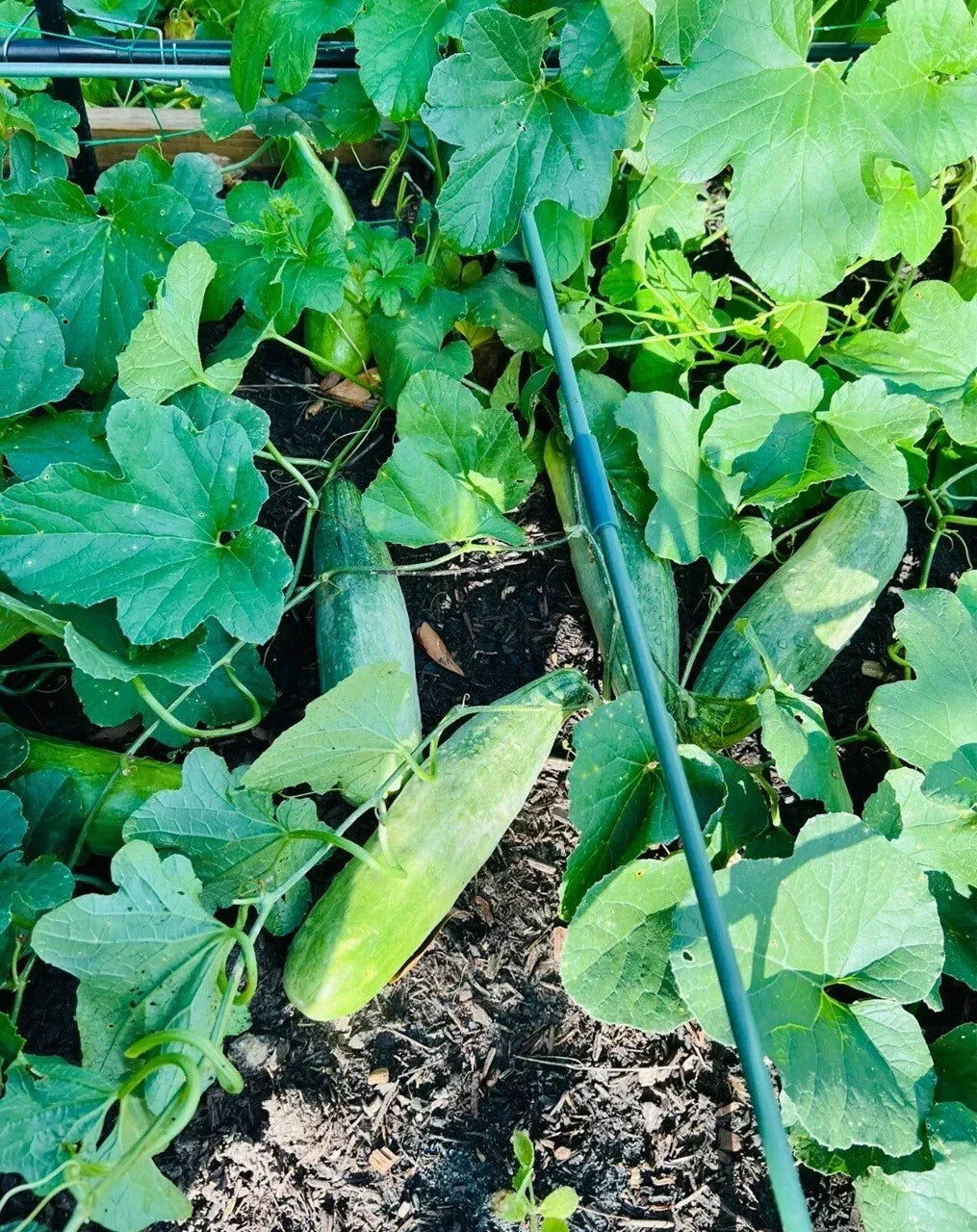 Honey Green Flesh Melon Seeds - 20+ Non-GMO Sweet Melon Seeds for Home Garden