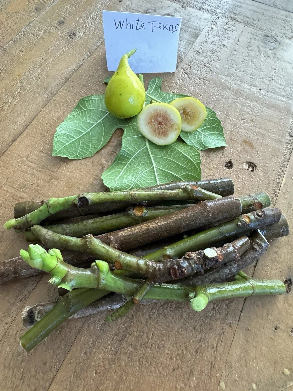 White Texas Fig Cuttings - 3 Ficus carica Propagation Material for Gardening and Orchards