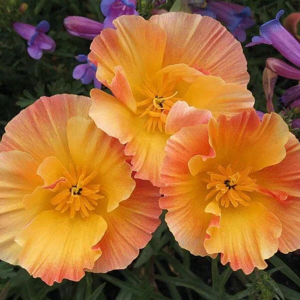 California Thai Silk Apricot Poppy Seeds - 200+ Count - Papaver Californicum - USA Grown Garden Seeds