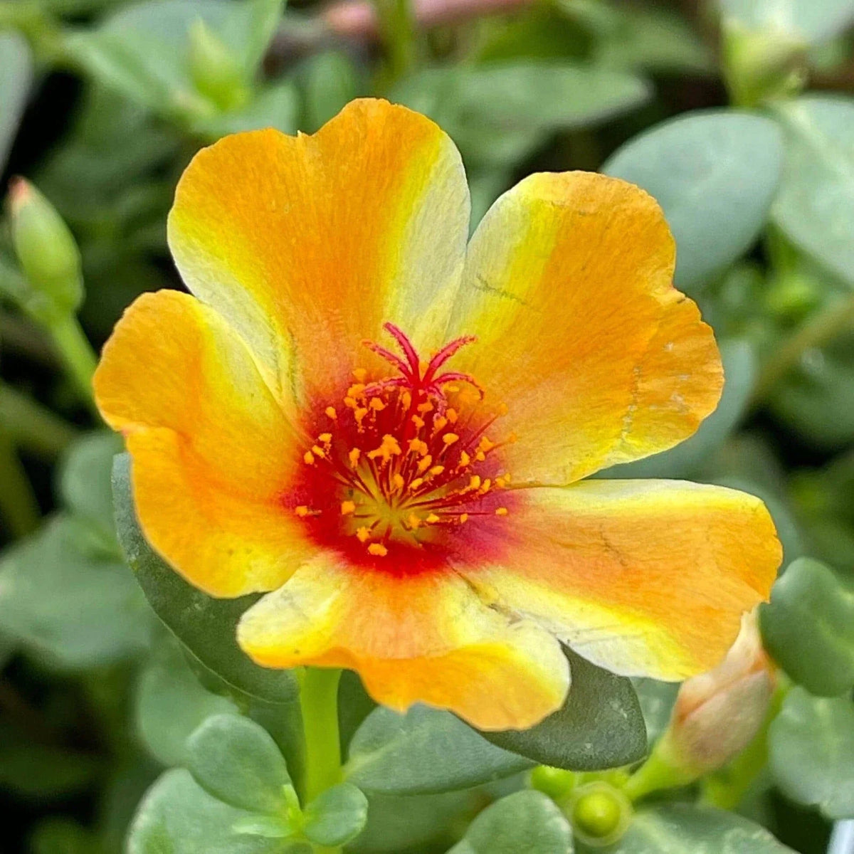 Mango Twist Portulaca Oleracea Seeds - Colorful Succulent for Garden & Containers - Drought Tolerant, Edible Leaves