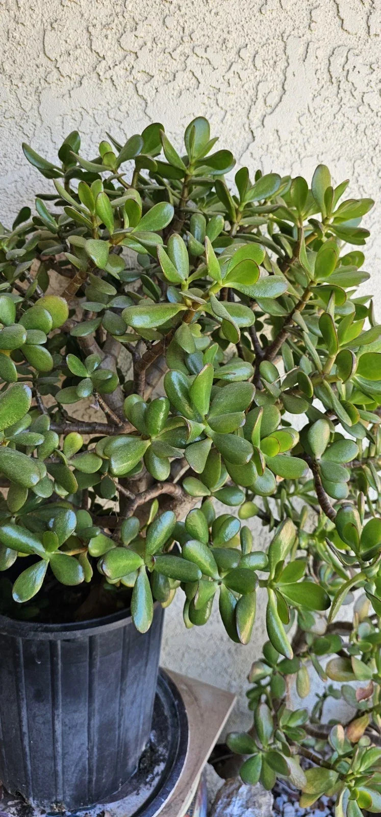 Jade Plant Cuttings 8 Inches Deep Green Crassula Ovata Succulent for Propagation Indoor Garden