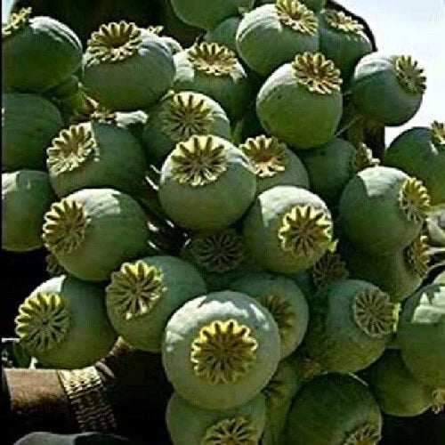 Giant Rattle Poppy Seeds 10,000 Pack - Papaver somniferum Giganteum - Large Showy Blooms & Pods