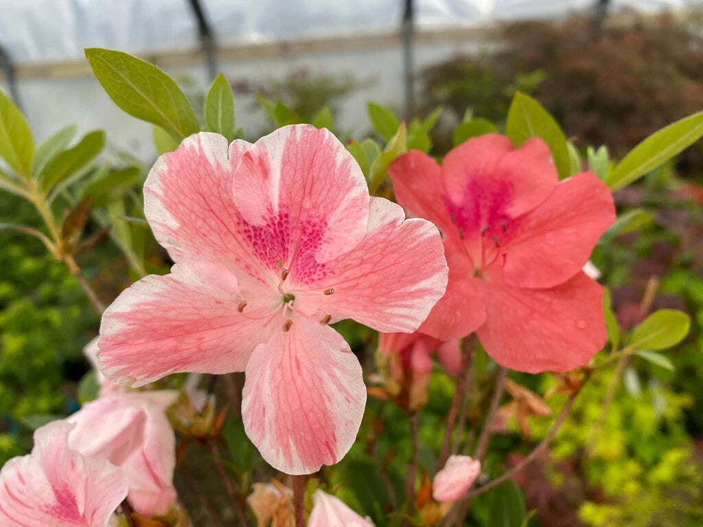 Cavendish Azalea Starter Plant - 4-Inch Rhododendron with Multi-Color Peach and Pink Blooms