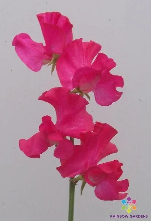 Sweet Pea Seeds - Judith Wilkinson Variety - 50+ Pack - Lathyrus odoratus - USA