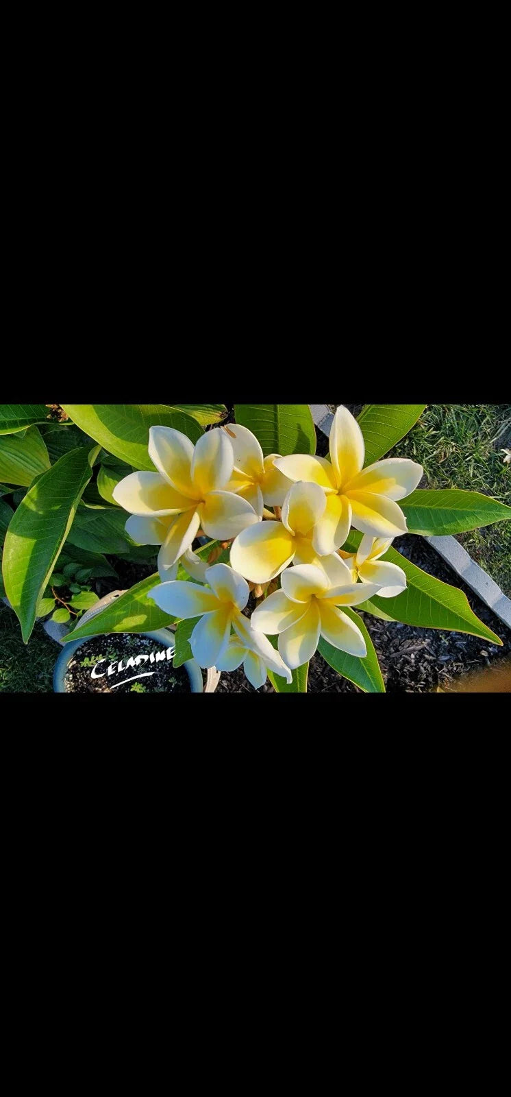 Celadine Plumeria Cutting - Yellow Gold White Flowers - Plumeria rubra - Tropical Garden Indoor Outdoor Plant