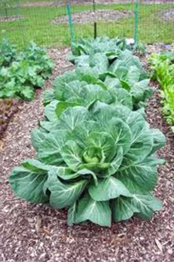 Collard Greens Seeds, Vates Heirloom, Non-GMO, Brassica oleracea, 1000 Seeds for Home Gardening