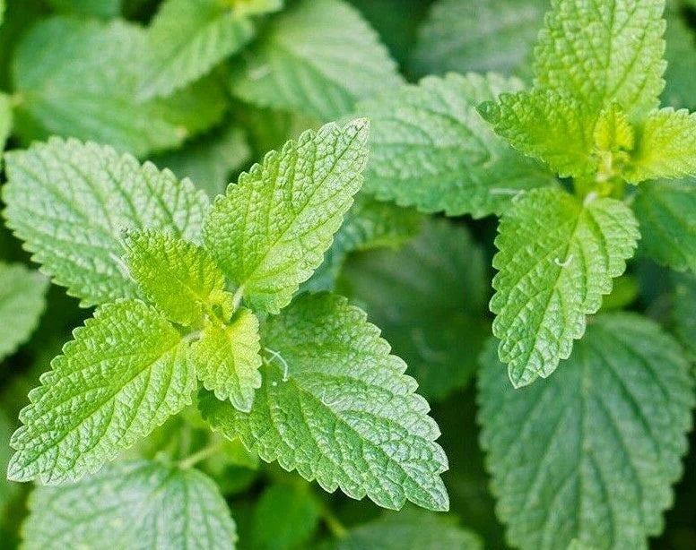 Catnip Seeds 1000+ Perennial Herb for Garden - Nepeta cataria, Attractive Foliage & Purple Flowers