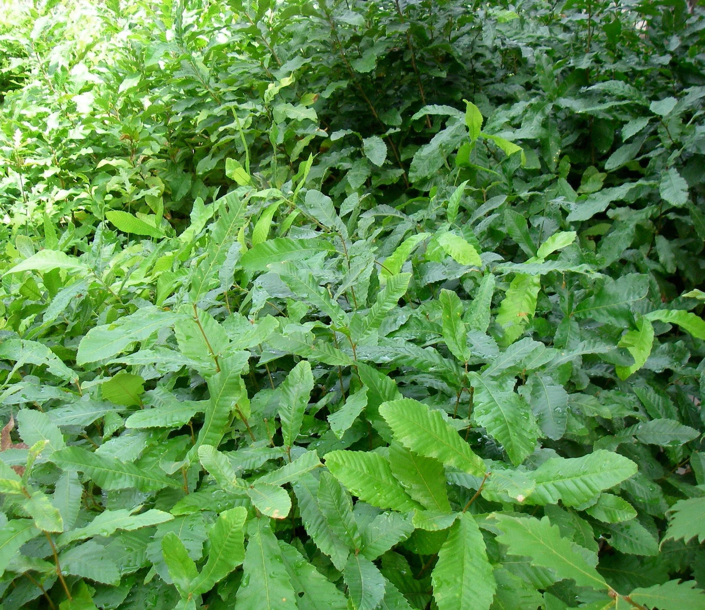 Bare Root Sawtooth Oak Sapling - 12 to 24 Inch - Pack of 5 - Quercus acutissima