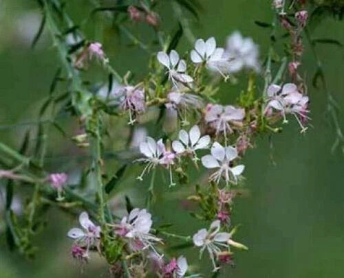 Gaura Bareroot Plant - 1, Perennial Flowering, Gaura ibennis & Gaura longifolia, Butterfly-Like Blooms, Full Sun, Drought Tolerant