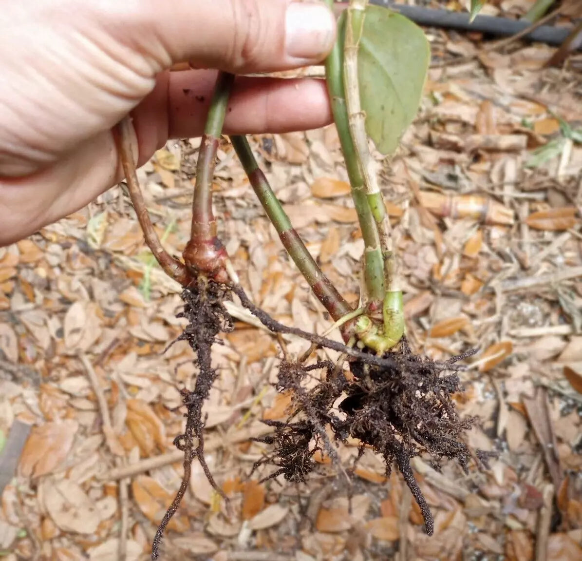 Organic Spiral Ginger Rhizomes 6-10" Costus barbatus Rooted Plants, Tropical Foliage, Pollinator Attractant, Garden or Container