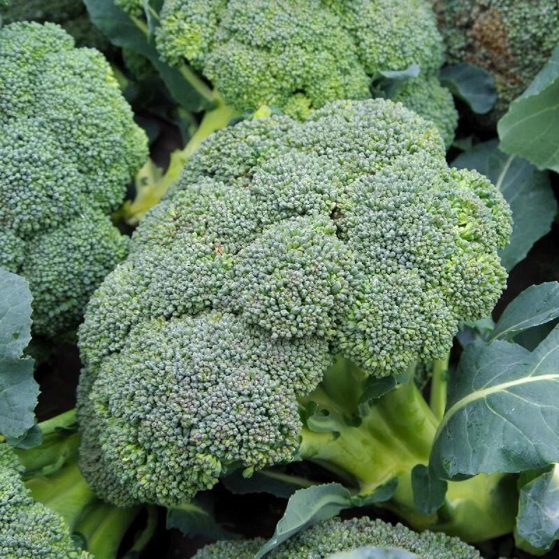 500+ Organic Broccoli Seeds Waltham 29 Heirloom Non-GMO Vegetable Seeds for Home Gardening