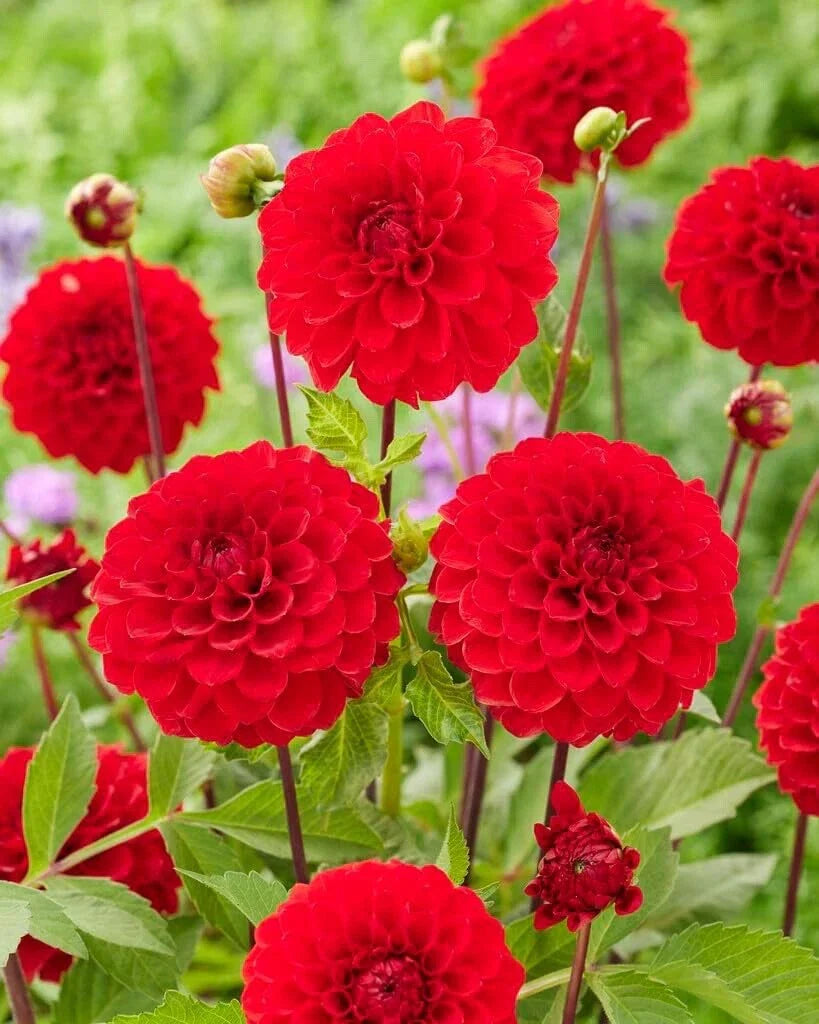 Dahlia Ball Red Cap Tubers - 3 Large Tubers for Vibrant Red Blooms