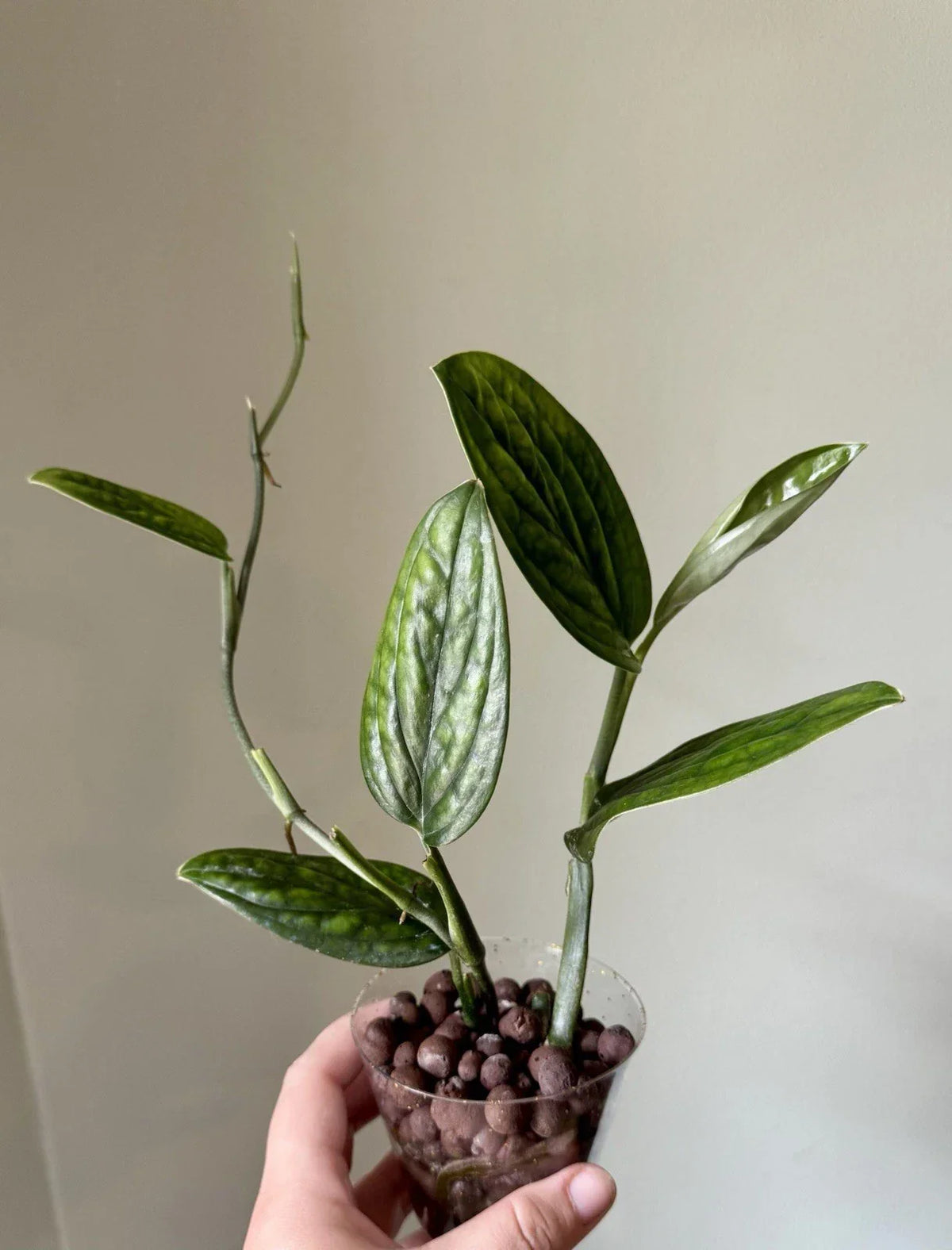 Monstera Peru Cuttings - Rooted Plant in 4-inch Pot - Monstera karstenianum Tropical Houseplant