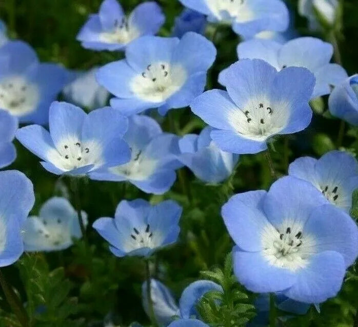 Baby Blue Eyes Seeds - 300+ Annual Flower Packets for Bees & Butterflies, Nemophila Menziesii, Easy to Grow Garden Seeds