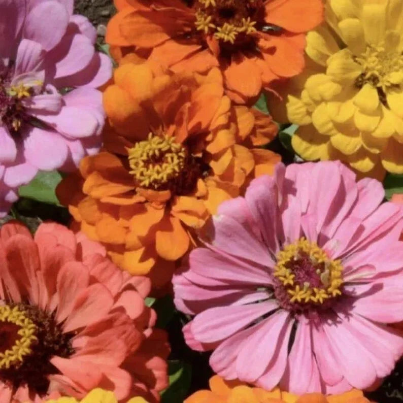 Peach Cobbler Zinnia Seeds - Organic Mix, Vibrant Orange & Peach Blooms, Zinnia elegans, Annual Garden Seeds, USA Grown