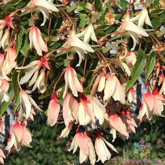 25+ Million Kisses Elegance Begonia Seeds - Begonia x tuberhybrida - USA