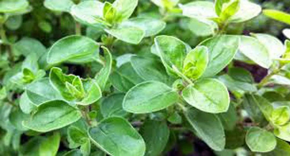 Sweet Marjoram Seeds – Heirloom, Non-GMO, Over 50 Seeds, Culinary Herb, Origanum majorana
