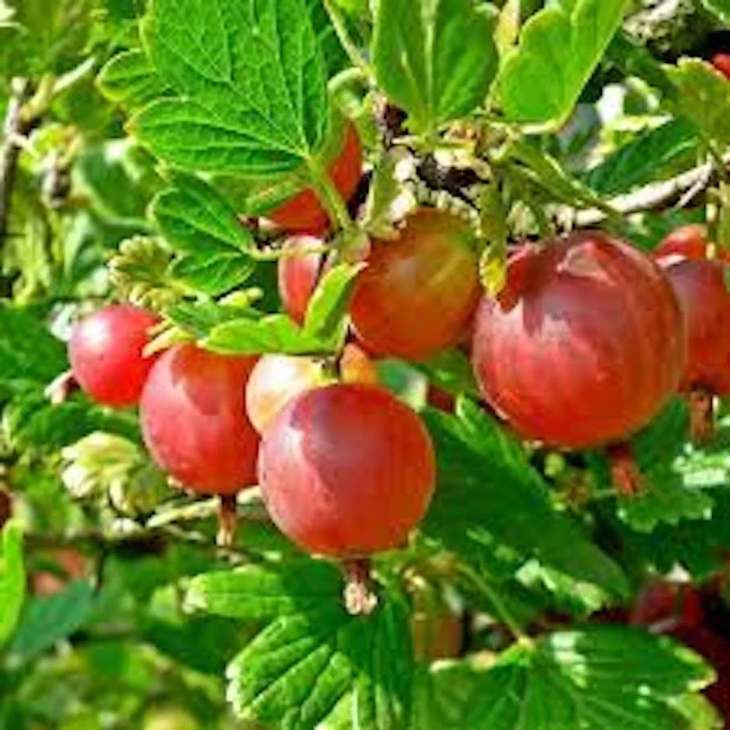 Pixwell Gooseberry Plant 2-Year-Old Ribes uva-crispa Light Green to Pink Berries 4-6' Tall Zones 3-8