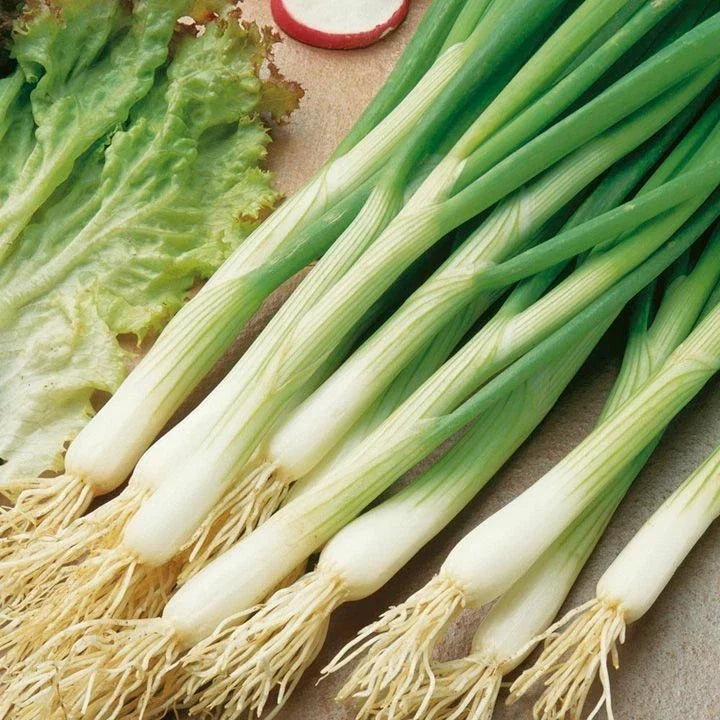 White Lisbon Onion Seeds | Scallion Bunching | Non-GMO Allium fistulosum | Green Onion Seeds for Home Gardening