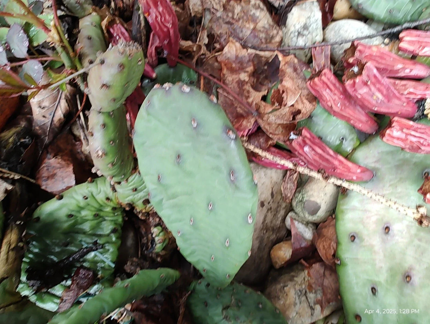 Mixed Lot Creeping Sedum and Cactus Perennial Live Cuttings – 30 Sedum spp. & 4 Cactaceae for Garden, Landscape, Pots