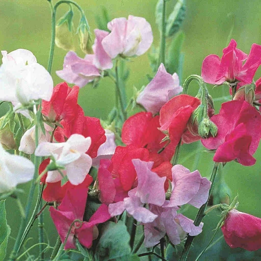 Sweet Pea Seeds - Ruffled Blooms - Royal Family Variety - Lathyrus odoratus - Floral Scent - Free Shipping