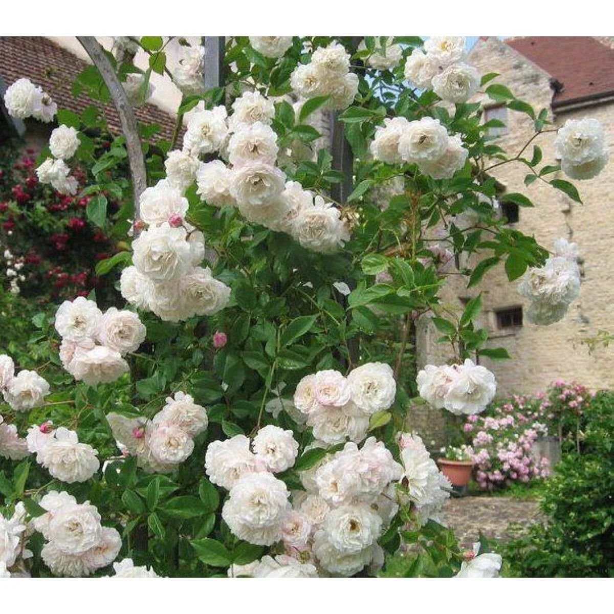 Sombrueil Climbing Rose Bush Cuttings – 4 Fragrant Large Blooming Rosa 'Sombrueil' Plantings