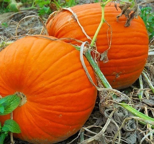 Large Heirloom Pumpkin Seeds - Flat Bottom & Thick Flesh Cucurbita pepo for Carving and Cooking