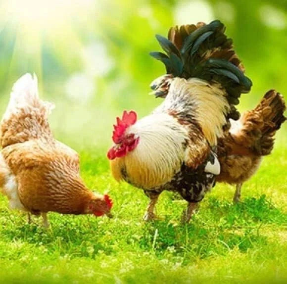 Chicken Forage Seed Mix 2 lb Annual & Perennial Ryegrass Blend for Eggs & Meat Gallus gallus domesticus