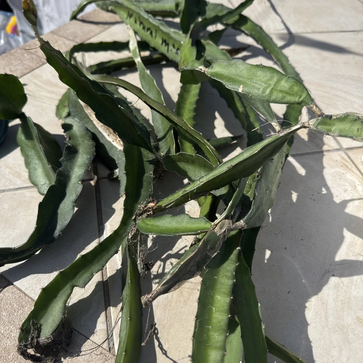 Dragon Fruit Cuttings Box - 8-14 Inches Long, Colorful Varieties, Hylocereus spp. for Home Garden & Landscaping