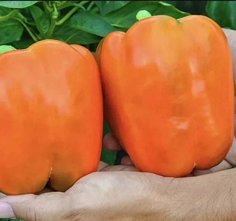 Orange King Bell Pepper Seeds - Heirloom Organic Non-GMO Capsicum annuum, Sweet Bell Pepper Seeds for Home Garden, Container Planting