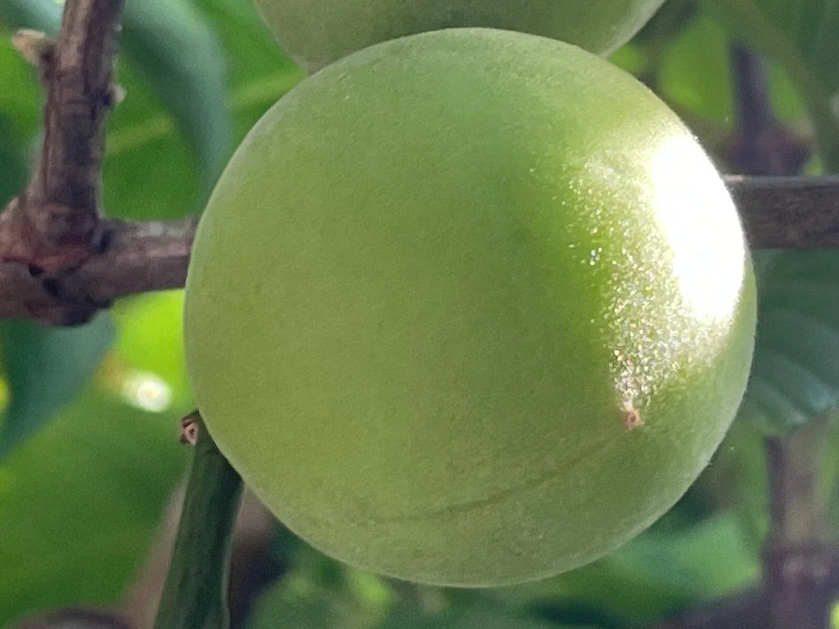 Japanese Ume Plum Fruits Cuttings - Prunus Mume Edible Fruit Plant for Garden or Bonsai