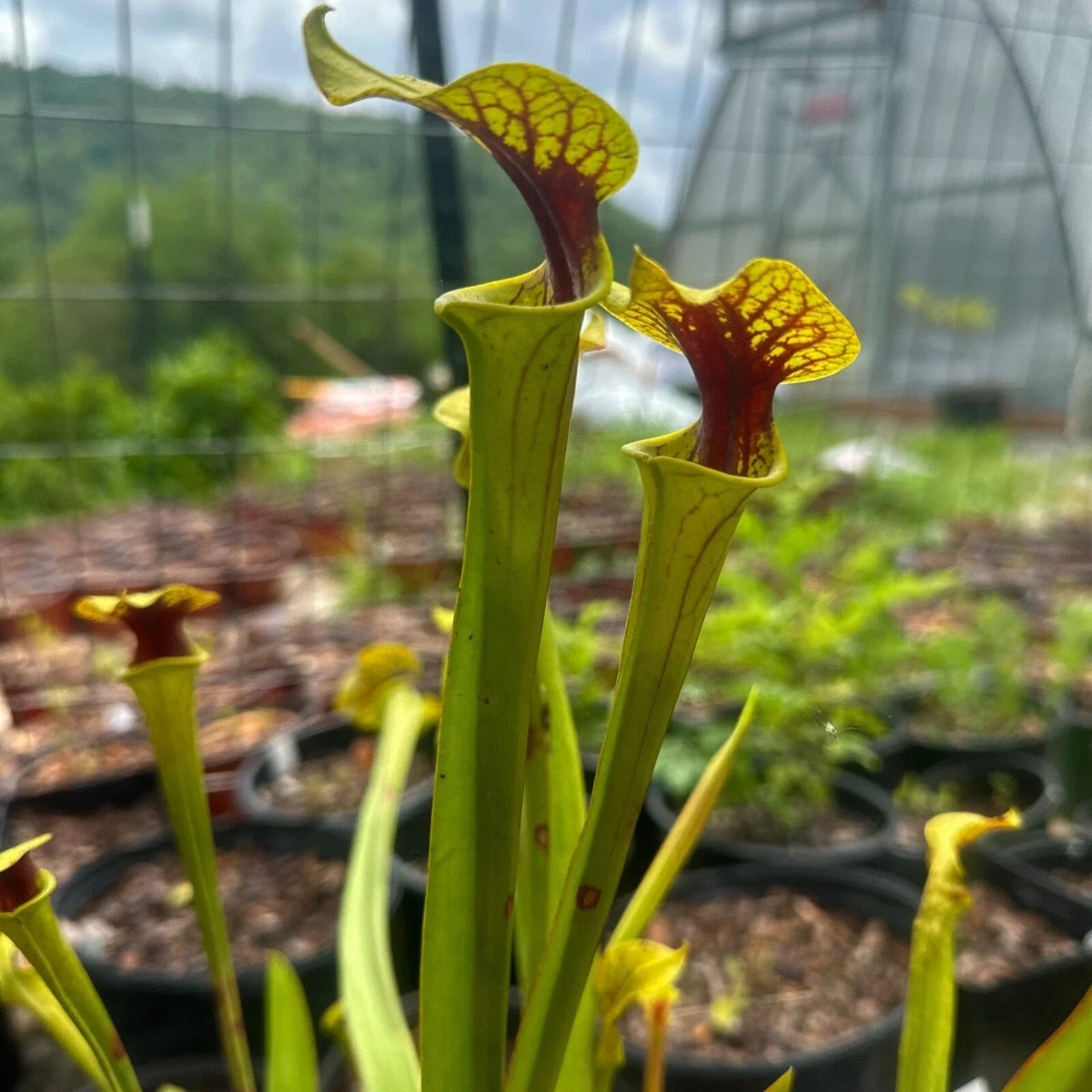 Sarracenia flava Rooted Division - Extreme Red Throat - Carnivorous Plant for Garden or Terrarium