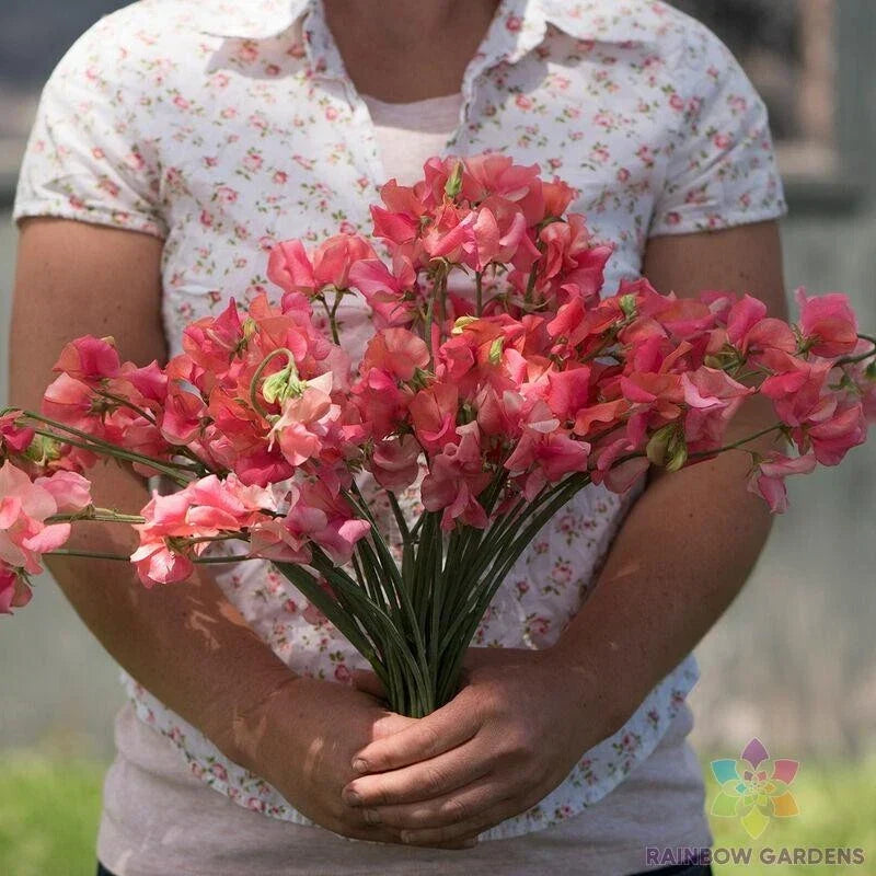 Sweet Pea Seeds - 50+ Elegance Salmon Rose - Lathyrus odoratus - Climbing Vine for Garden Trellises - USA