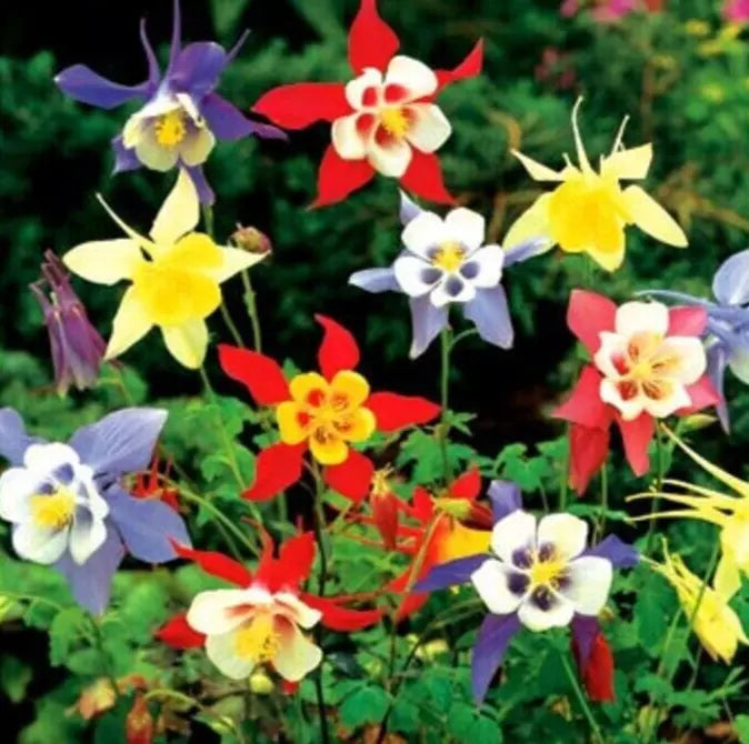 Columbine Seeds 200+ Perennial Flower Mixed Colors Aquilegia caerulea for Borders & Garden