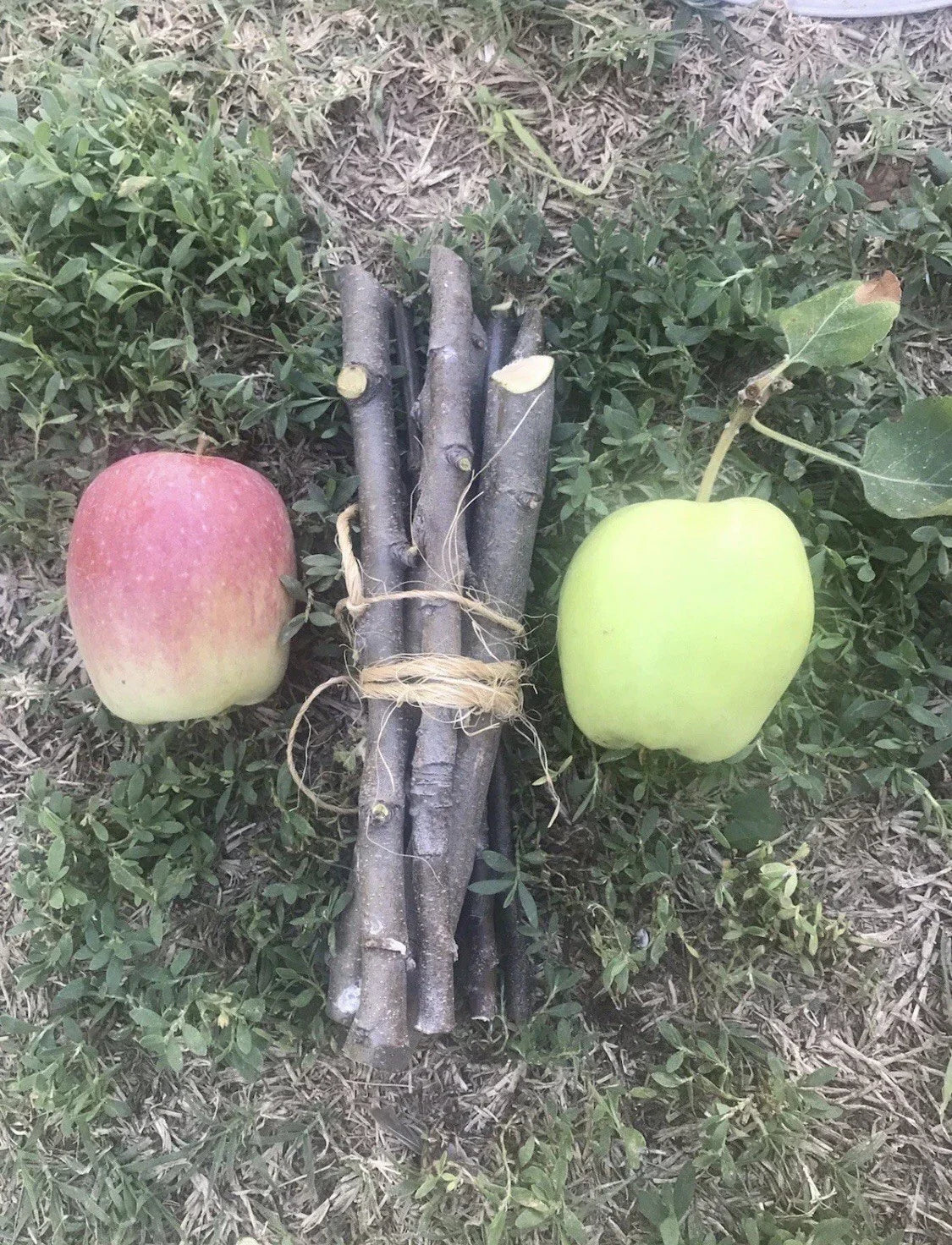 Organic Apple Tree Cuttings – 3 Fresh Malus domestica Propagation Stock for Home Garden