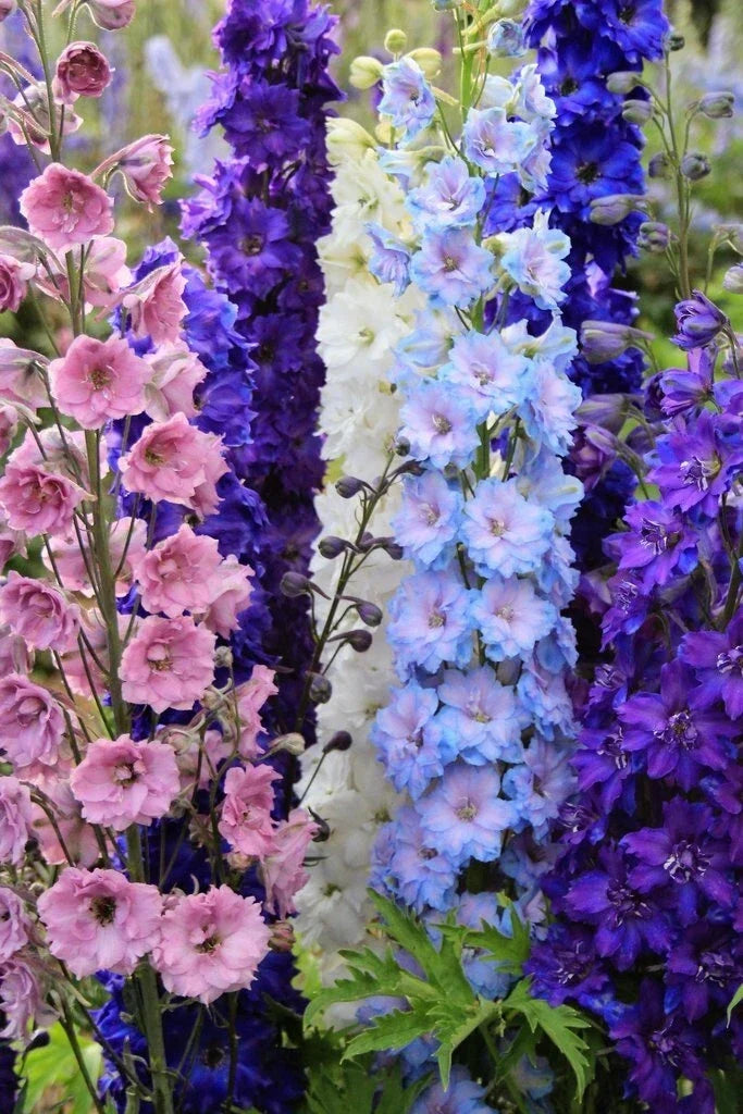 Delphinium Seeds Mix - 50 Perennial Flower Seeds - Colorful Double Blooms - Delphinium elatum - Garden, Border, Cut Flowers