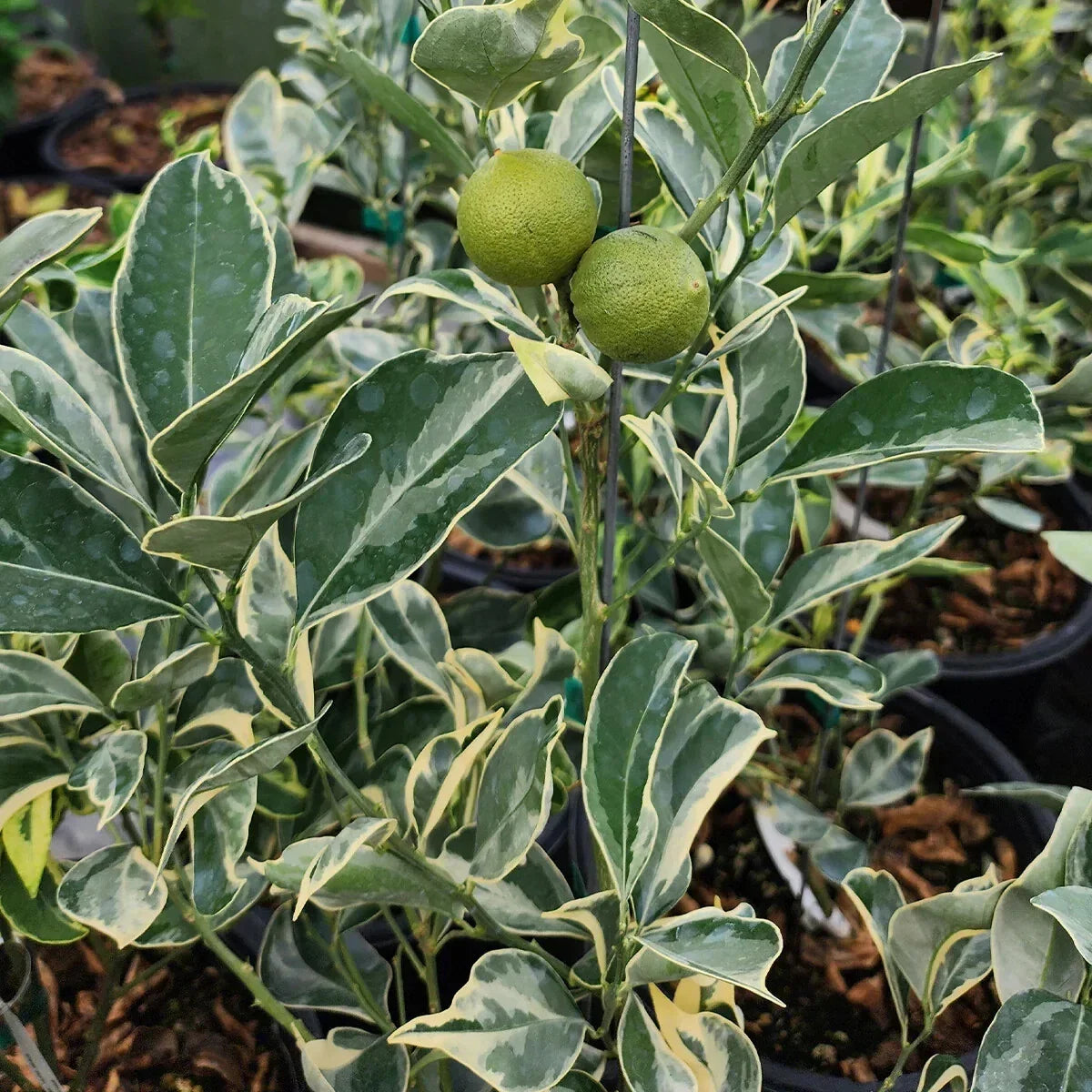Variegated Cara Cara Navel Orange Cuttings - 3 Fresh Citrus Propagation Cuttings - Citrus sinensis