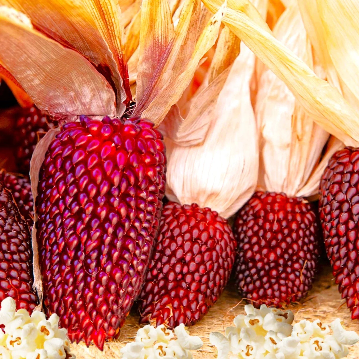 Strawberry Popcorn Seeds | Mini Red Popping Cherry Ornamental Corn | Zea mays Everta 2025