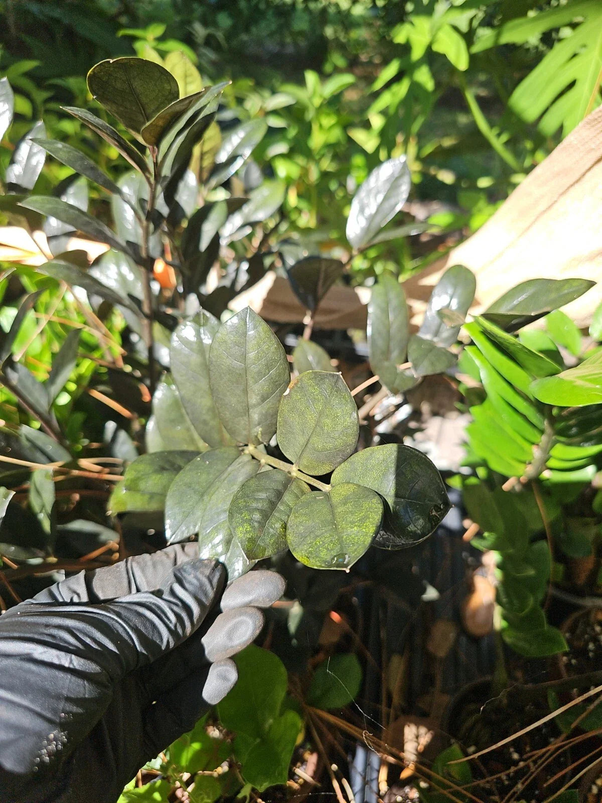 Black Raven ZZ Plant Cutting - 2 Node Zamiifolia Zamioculcas Indoor Houseplant for Propagation