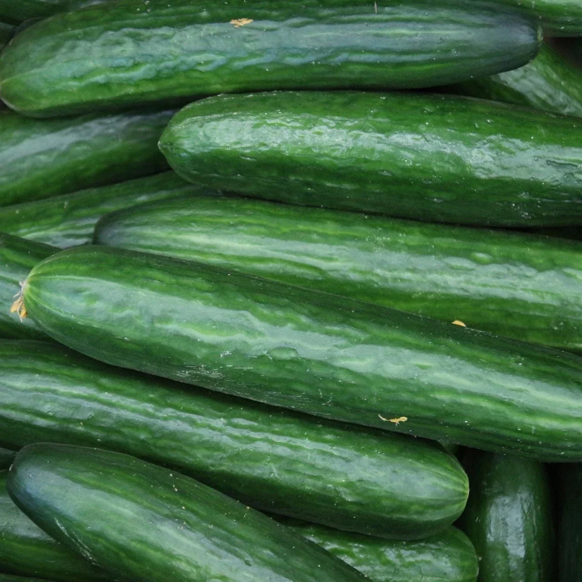 Heirloom Straight Eight Cucumber Seeds – Organic Non-GMO Vegetable Seeds for Home Gardens and Containers – Cucumis sativus