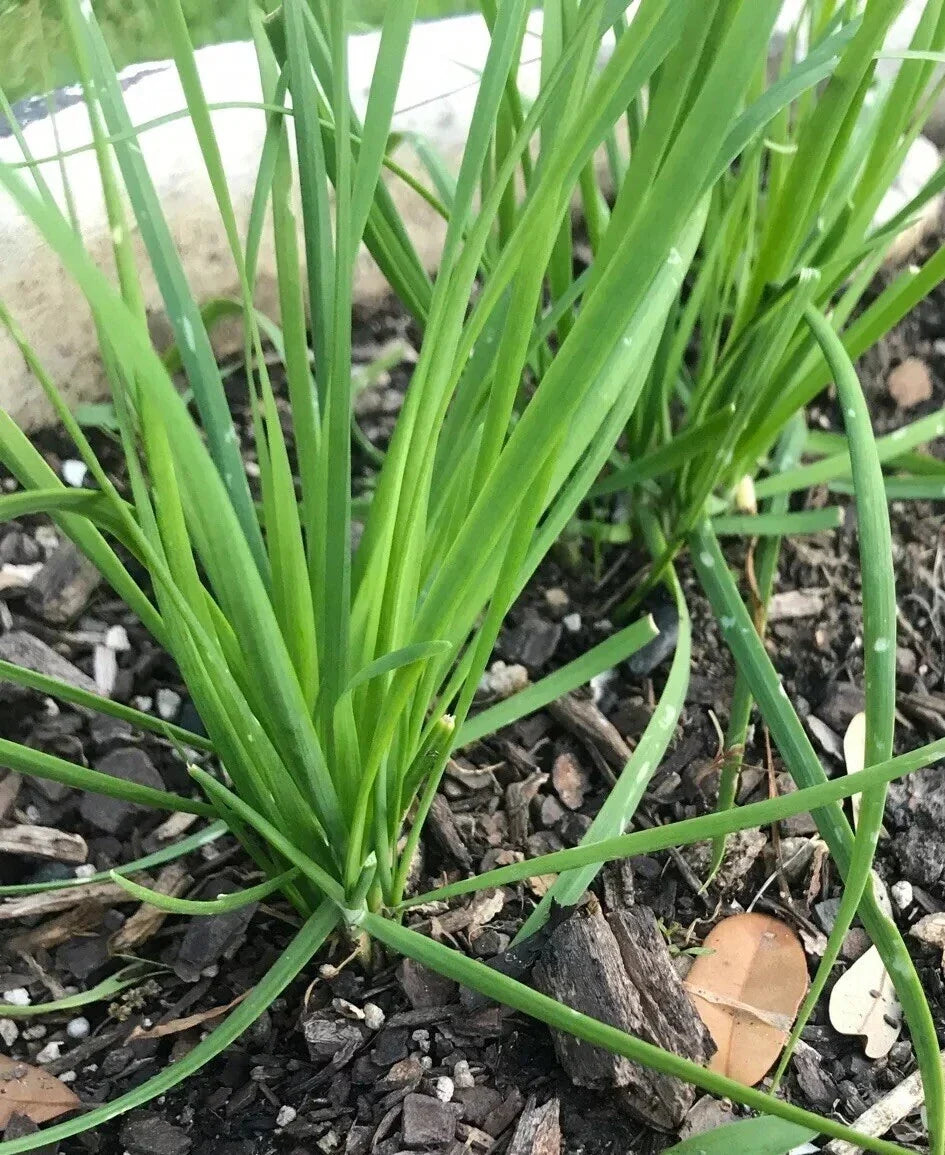 Fresh Garlic Chinese Chives Bare Roots Live Plant – Allium tuberosum, Edible Herb, Culinary Herb, Perennial, Heirloom Variety