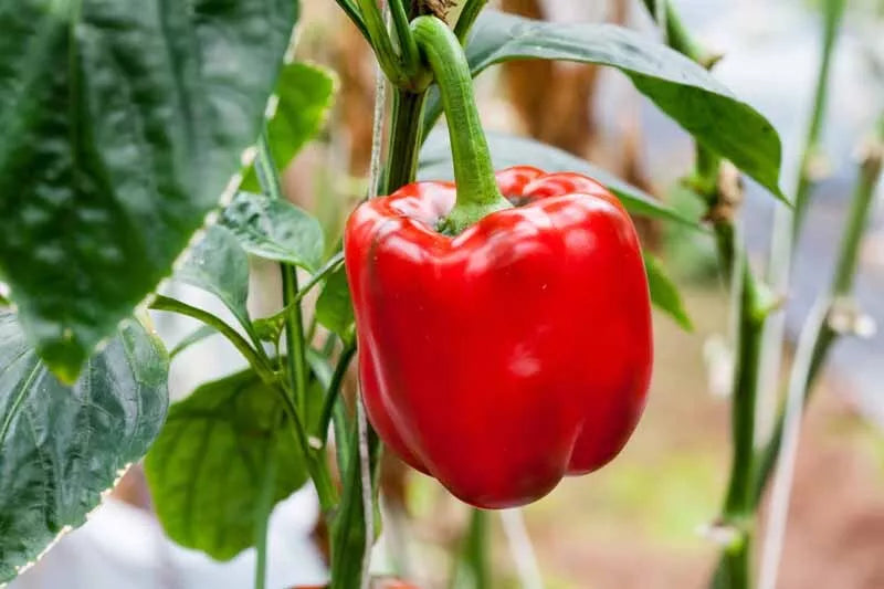 Sweet Red Girl Bell Pepper Seeds - 100 Non-GMO Heirloom Capsicum annuum for Home Garden