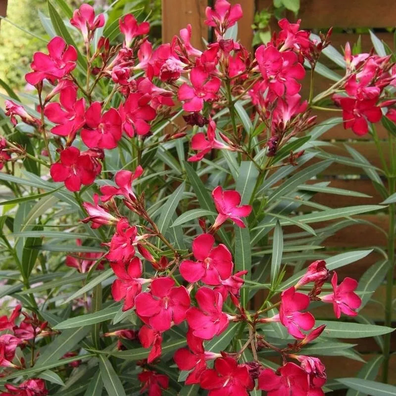 Oleander Seeds 50 Count Scarlet Red Nerium oleander Fresh Seeds for Garden, Landscape, Outdoor Planting