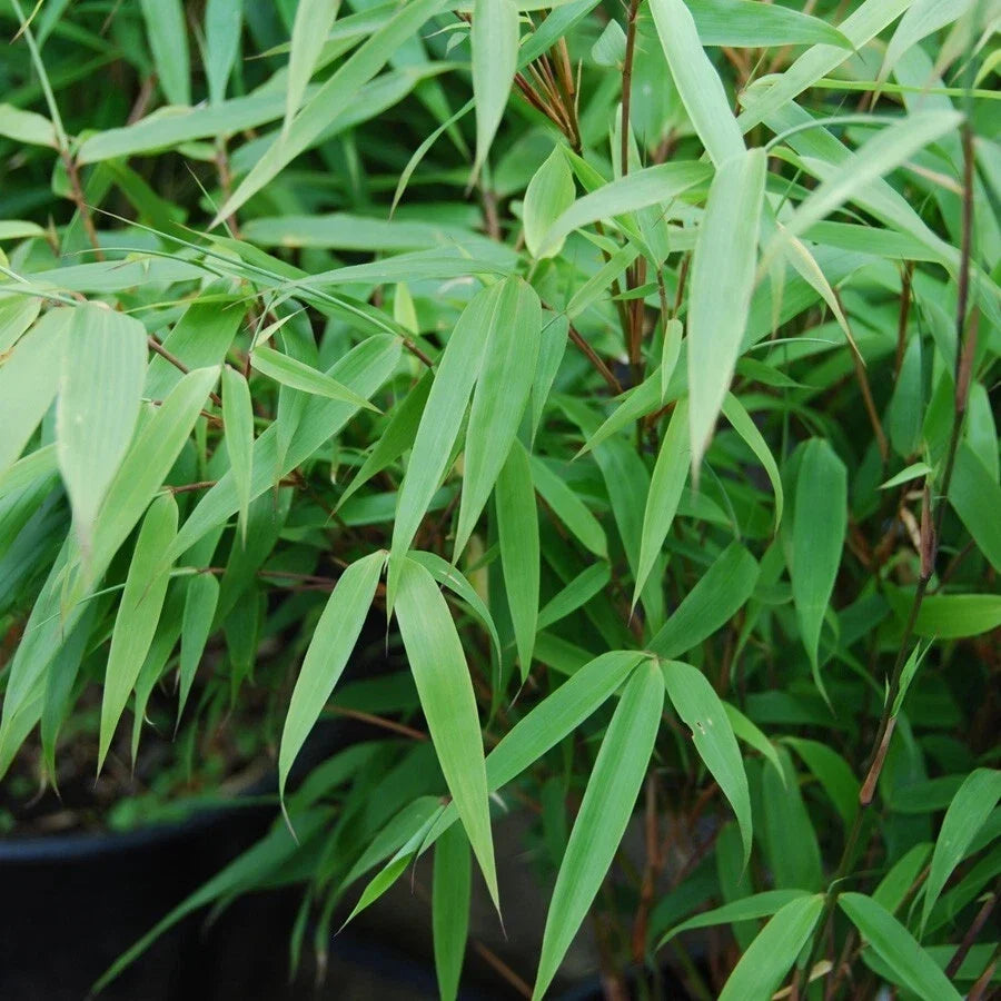 50 Bamboo Seeds Sunset Glow Clumping Privacy Plant for Garden, Shade Screen, Bambusa spp.