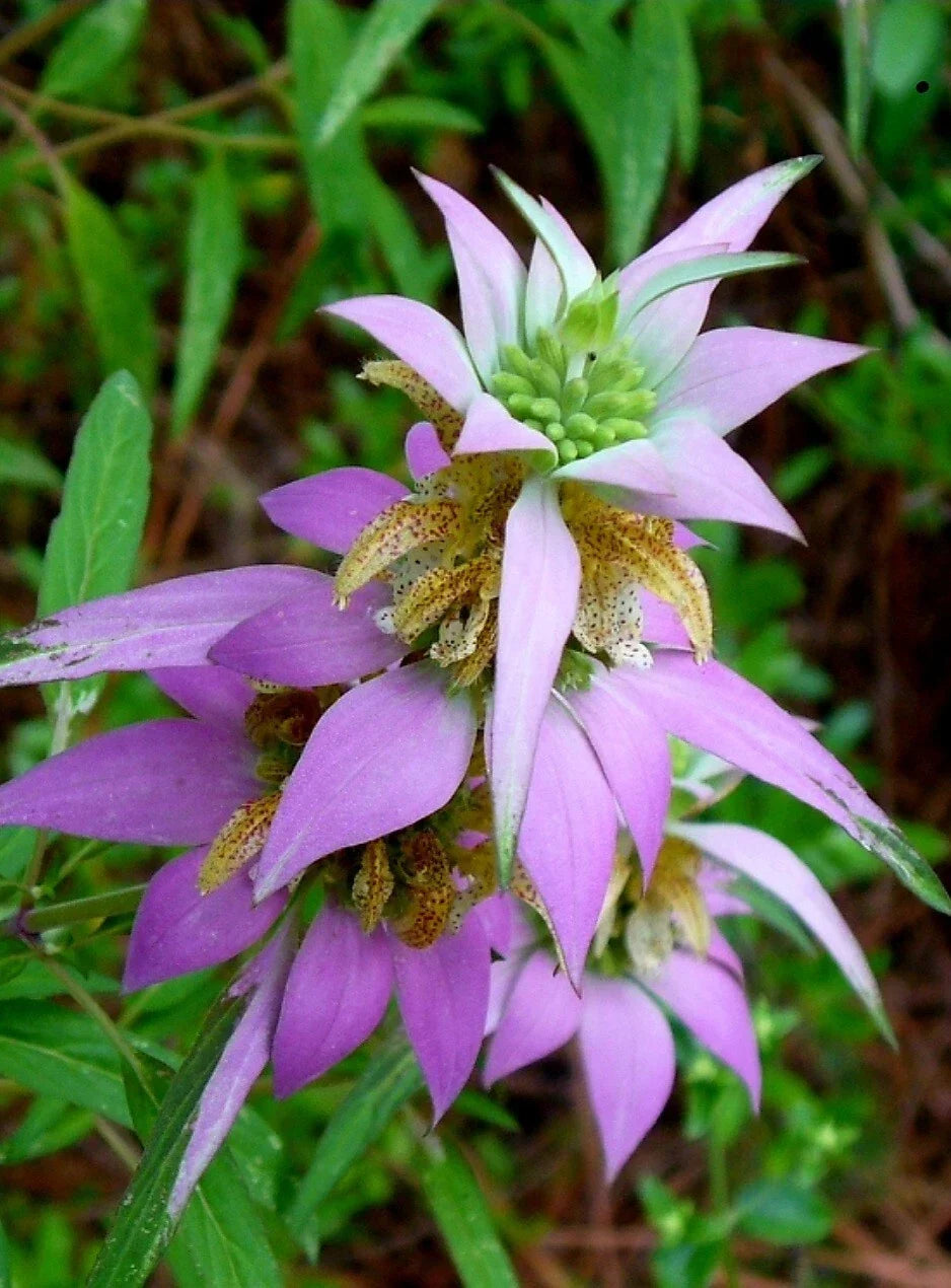 50+ Spotted Bee Balm Seeds - Monarda punctata L. Drought-Tolerant Perennial Herb for Pollinators and Herbal Remedies